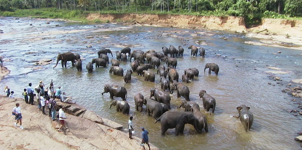 スリランカ歩こうか6 ピンナラワ象の孤児園